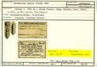 Karteikarte zum Holotyp von Glandulina erecta Stache, 1864